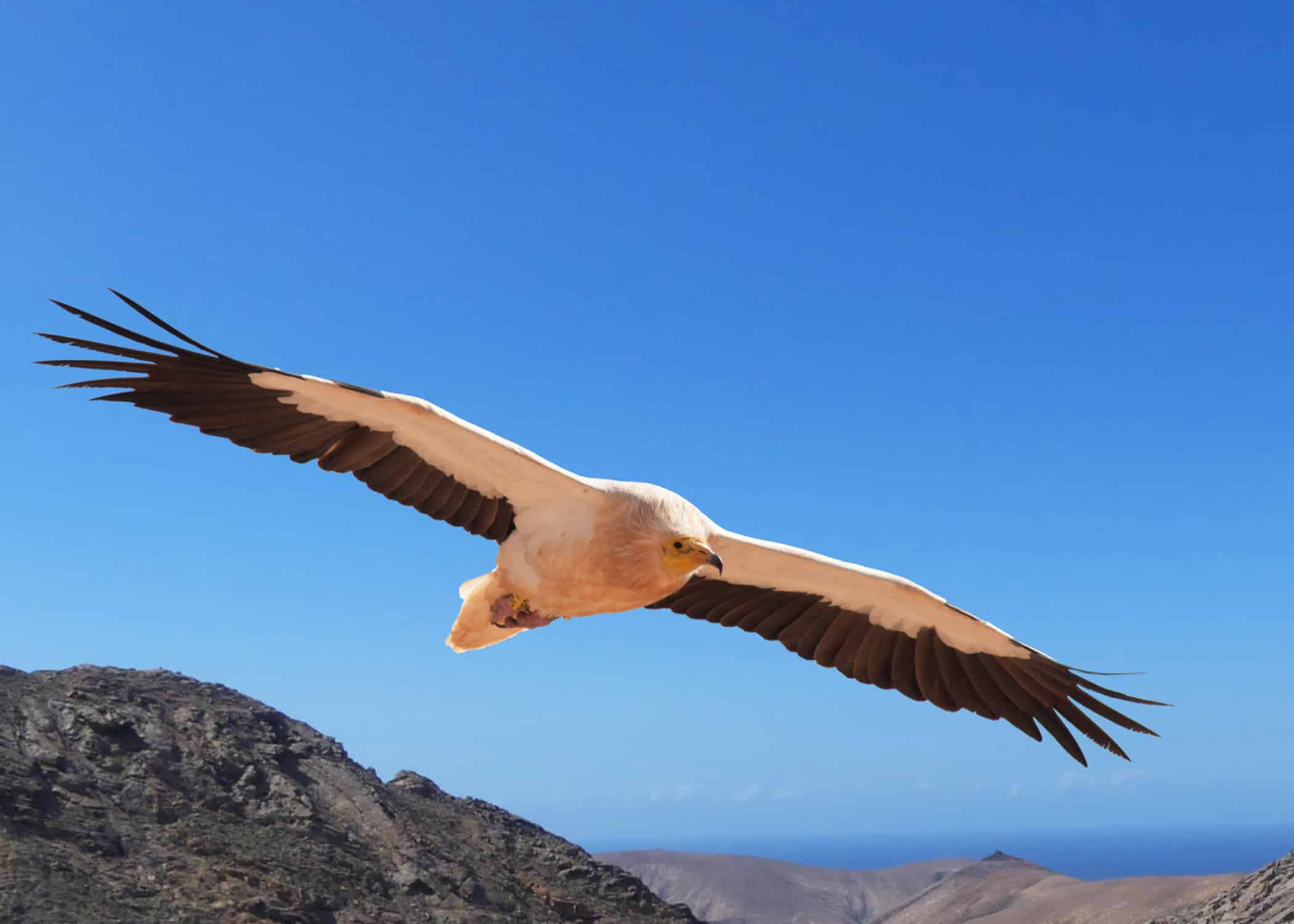 Vulture in Fuerteventura